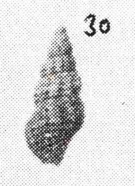 Famiglia Buccinidae: il genere Chauvetia